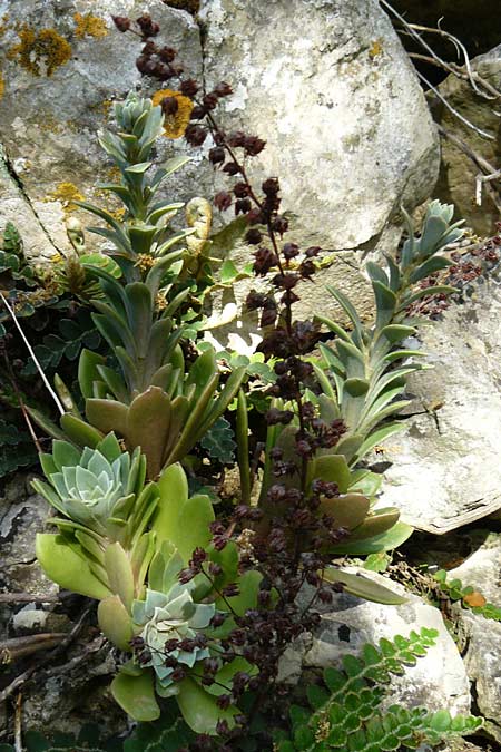 Rosularia serrata \ Gesgte Rosularia / Serrate Rosularia, Lesbos Asomatos 24.4.2014