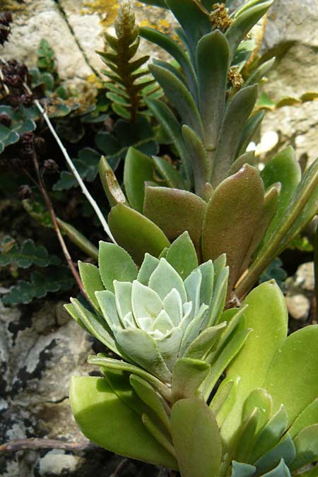 Rosularia serrata \ Gesgte Rosularia, Lesbos Asomatos 24.4.2014