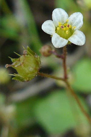 Saxifraga hederacea \ Efeublttriger Steinbrech / Ivy-Leaved Saxifrage, Lesbos Agiasos 15.4.2014