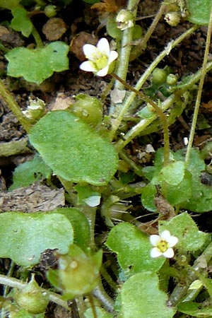 Saxifraga hederacea \ Efeublttriger Steinbrech, Lesbos Agiasos 15.4.2014