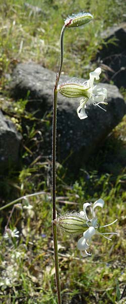 Silene dichotoma \ Gabel-Leimkraut / Forked Catchfly, Lesbos Andissa 14.4.2014