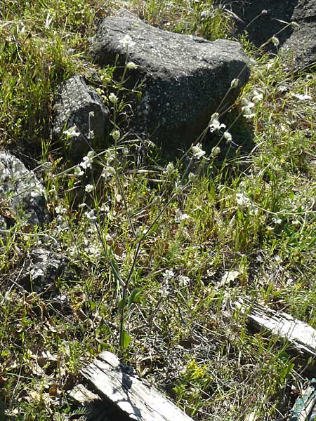 Silene dichotoma \ Gabel-Leimkraut, Lesbos Andissa 14.4.2014