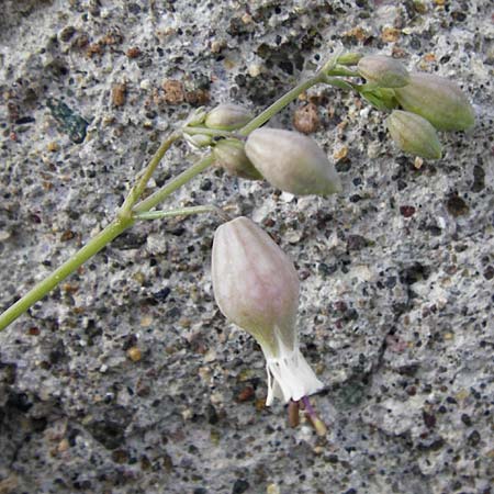 Silene fabaria \ Bohnen-Leimkraut / Bean Campion, Lesbos Molyvos 19.4.2014