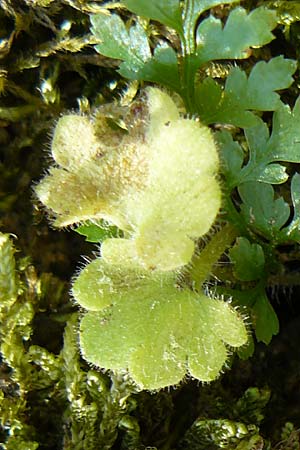 Saxifraga carpetana subsp. graeca \ Carpetana-Steinbrech / Carpetana Saxifrage, Lesbos Agiasos 15.4.2014