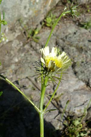 Tolpis barbata \ Christusauge, Lesbos Kalloni 18.4.2014