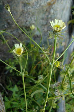 Tolpis barbata \ Christusauge / European Umbrella Milkwort, Lesbos Kalloni 18.4.2014