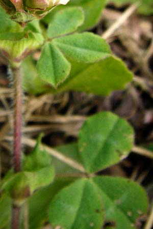 Trifolium clypeatum / Helmet Clover, Shield Clover, Lesbos Mytilini 13.4.2014