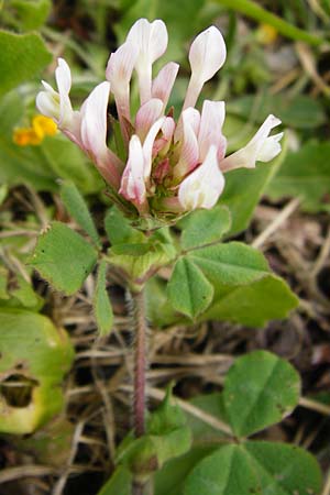 Trifolium clypeatum \ Schild-Klee, Lesbos Mytilini 13.4.2014