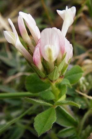 Trifolium clypeatum / Helmet Clover, Shield Clover, Lesbos Mytilini 13.4.2014