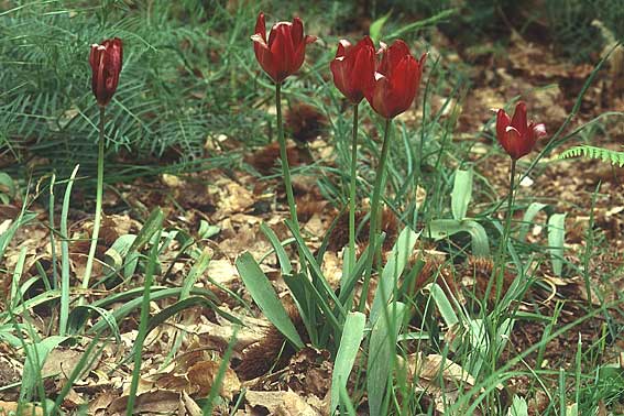 Tulipa undulatifolia \ Gewelltblttrige Tulpe / Tulip, Lesbos Agiasos 13.5.1995