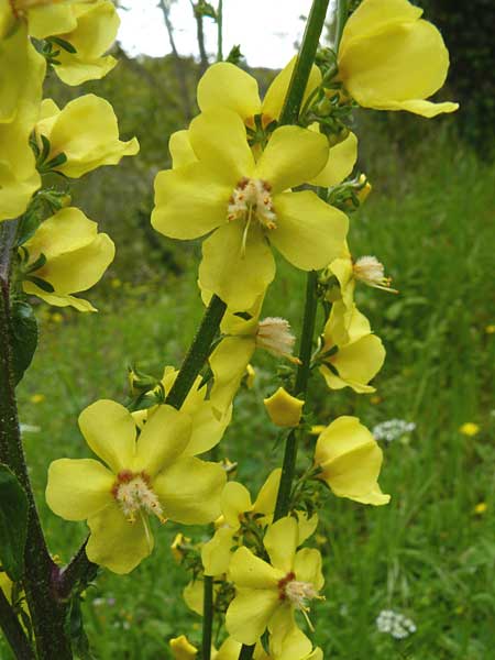 Verbascum aschersonii \ Aschersons Knigskerze / Ascherson's Mullein, Lesbos Asomatos 17.4.2014