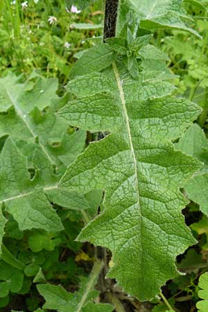 Verbascum aschersonii \ Aschersons Knigskerze, Lesbos Asomatos 17.4.2014