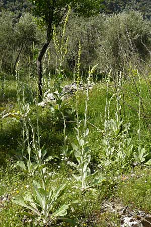 Verbascum mucronatum \ Stachelspitzige Knigskerze, Lesbos Agiasos 24.4.2014