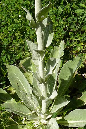 Verbascum mucronatum \ Stachelspitzige Knigskerze / Elongated Mullein, Lesbos Agiasos 24.4.2014