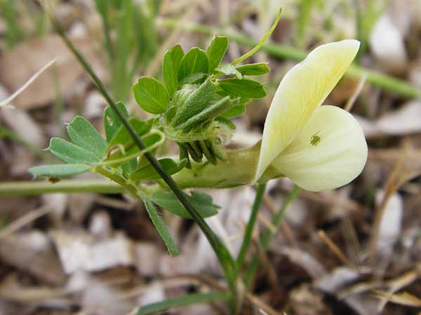 Vicia hybrida \ Hybrid-Wicke / Hairy Vellow-Vetch, Lesbos Mytilini 13.4.2014