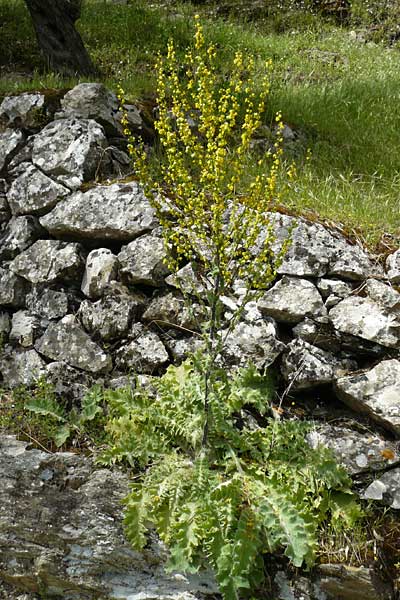 Verbascum sinuatum \ Gewelltblttrige Knigskerze, Lesbos Asomatos 24.4.2014