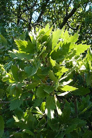 Quercus ithaburensis subsp. macrolepis \ Wallonen-Eiche / Valonian Oak, Tabor Oak, Lesbos Antissa 14.4.2014