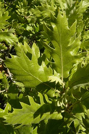 Quercus ithaburensis subsp. macrolepis \ Wallonen-Eiche / Valonian Oak, Tabor Oak, Lesbos Andissa 14.4.2014