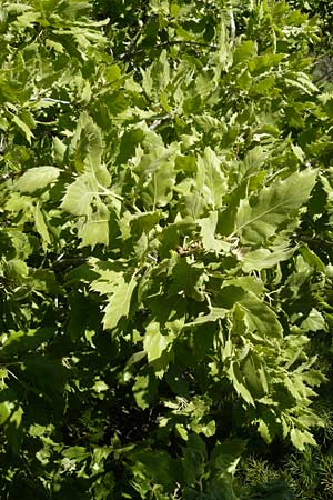 Quercus ithaburensis subsp. macrolepis \ Wallonen-Eiche / Valonian Oak, Tabor Oak, Lesbos Andissa 14.4.2014