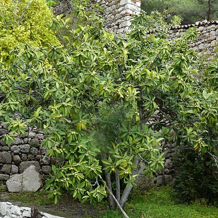 Rhaphiolepis bibas \ Japanische Wollmispel / Loquat, Lesbos Kalloni 18.4.2014