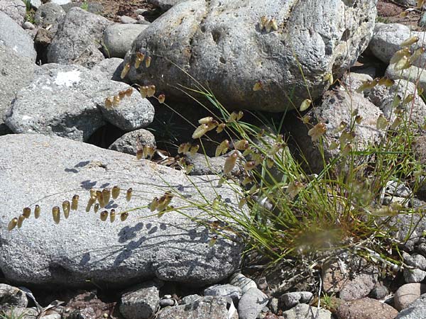 Briza maxima \ Groes Zittergras / Large Quaking Grass, Lesbos Petra 19.4.2014