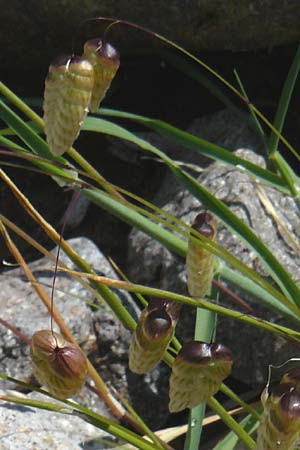 Briza maxima \ Groes Zittergras / Large Quaking Grass, Lesbos Petra 19.4.2014