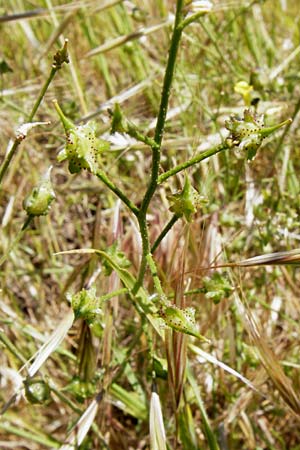 Bunias erucago / Southern Warty Cabbage, Lesbos Sigri 14.4.2014