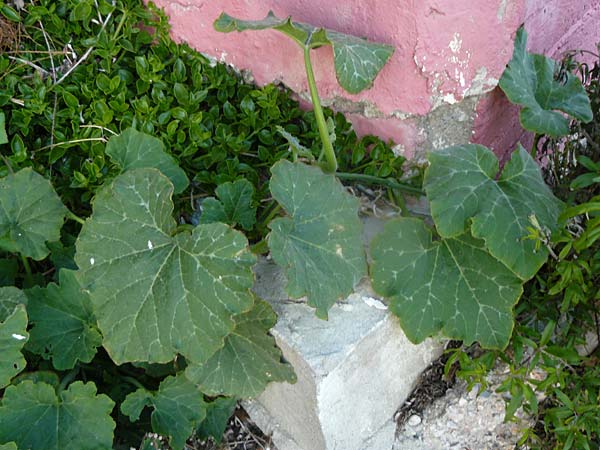 Cucurbita pepo var. italica \ Zucchini / Courgette, Lesbos Plomari 20.4.2014