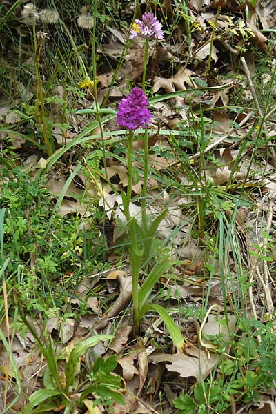 Anacamptis pyramidalis \ Pyramidenorchis, Hundswurz, Lesbos,  Plomari 20.4.2014 