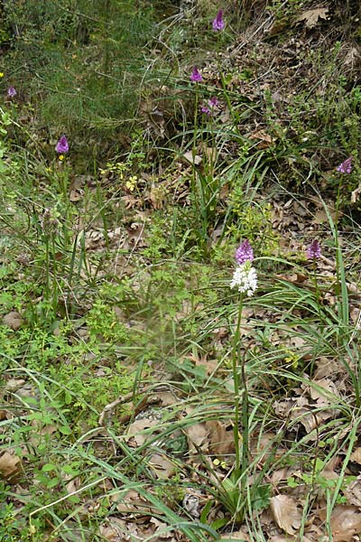 Anacamptis pyramidalis \ Pyramidenorchis, Hundswurz, Lesbos,  Plomari 20.4.2014 