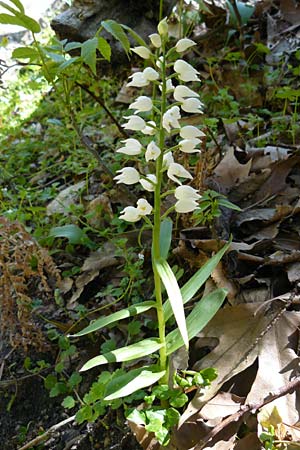 Cephalanthera longifolia \ Schwertblättriges Waldvögelein / Sword-Leaved Helleborine, Lesbos,  Agiasos 15.4.2014 