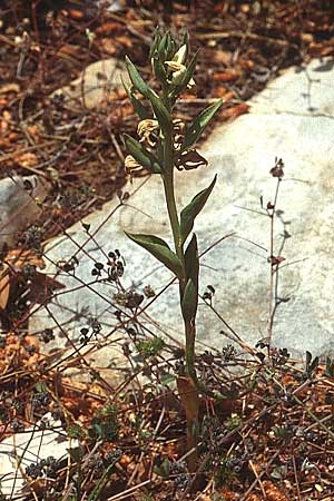 Cephalanthera epipactoides \ Gesporntes Waldvögelein / Eastern Hooded Helleborine, Spurred Helleborine, Lesbos,  Agiasos 16.5.1995 