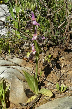 Ophrys ferrum-equinum \ Hufeisen-Ragwurz, Lesbos,  Agiasos 15.4.2014 