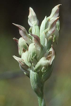 Anacamptis coriophora subsp. fragrans / Fragrant Orchid (Color-Variant), Lesbos,  Ag. Stephano 15.5.1995 