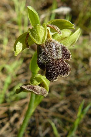 Ophrys pelinaea \ Pelinaion-Ragwurz / Pelinaio's Bee Orchid, Lesbos,  Agiasos 15.4.2014 