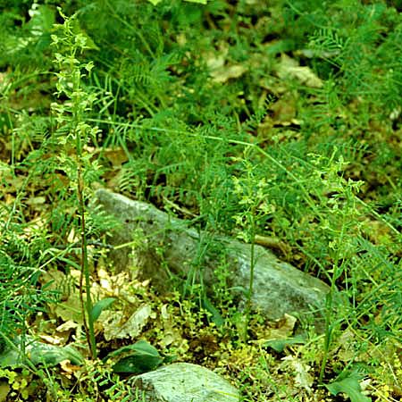 Platanthera holmboei \ Holmboes Waldhyazinthe, Lesbos,  Agiasos 23.5.1995 