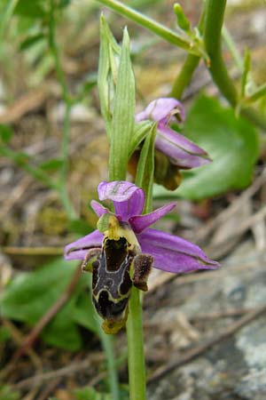 Ophrys homeri \ Homers Ragwurz / Homer's Bee Orchid, Lesbos,  Asomatos 17.4.2014 