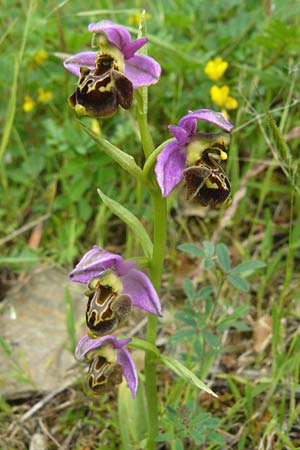 Ophrys homeri \ Homers Ragwurz / Homer's Bee Orchid, Lesbos,  Plomari 20.4.2014 