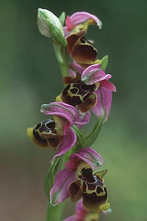 Ophrys homeri \ Homers Ragwurz / Homer's Bee Orchid, Lesbos,  Megalohori 12.5.1995 