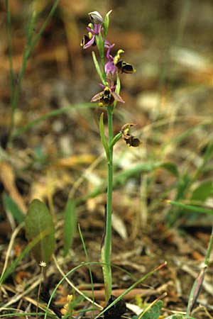Ophrys homeri \ Homers Ragwurz / Homer's Bee Orchid, Lesbos,  Agiasos 13.5.1995 
