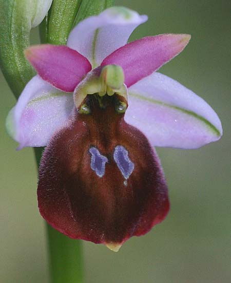 Ophrys lesbis / Lesbos Bee Orchid, Lesbos,  Northwest 4.5.2009 (Photo: Helmut Presser)