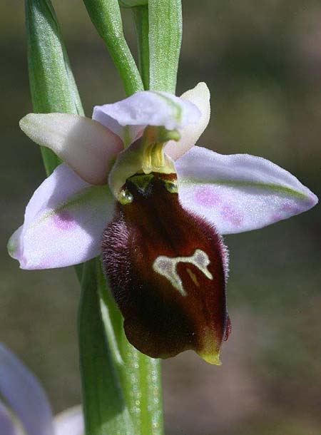 Ophrys lesbis \ Lesbos-Ragwurz / Lesbos Bee Orchid, Lesbos,  Nordwesten/Northwest 4.5.2009 (Photo: Helmut Presser)