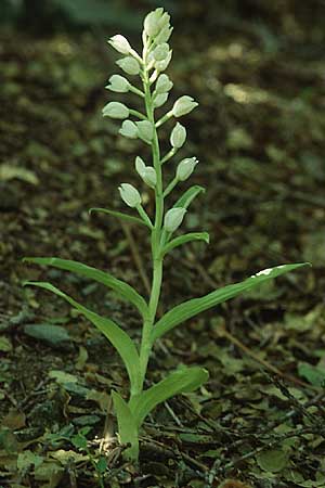 Cephalanthera longifolia \ Schwertblättriges Waldvögelein / Sword-Leaved Helleborine, Lesbos,  Mt. Olympos 17.5.1995 