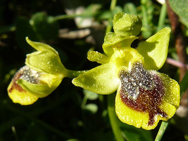 Ophrys sicula / Sicilian Bee Orchid, Lesbos,  Agiasos 15.4.2014 