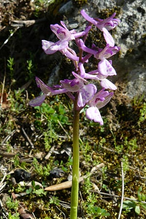 Anacamptis morio subsp. caucasica \ Südkaukasisches Knabenkraut, Lesbos,  Agiasos 24.4.2014 