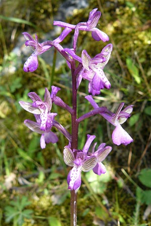 Anacamptis morio subsp. caucasica \ Südkaukasisches Knabenkraut, Lesbos,  Agiasos 24.4.2014 