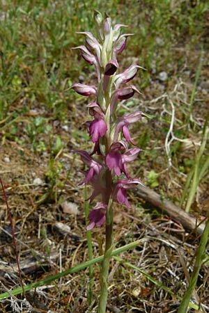 Anacamptis sancta \ Heiliges Knabenkraut, Lesbos,  Kalloni 18.4.2014 