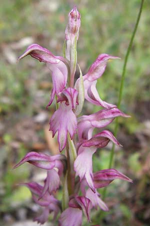 Anacamptis sancta \ Heiliges Knabenkraut, Lesbos,  Tarti 23.4.2014 