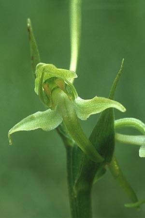 Platanthera holmboei \ Holmboes Waldhyazinthe / Holmboe's Butterfly Orchid, Lesbos,  Agiasos 13.5.1995 