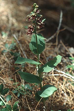 Epipactis turcica \ Türkische Ständelwurz / Turkish Helleborine (?), Lesbos,  Mitilini 11.5.1995 